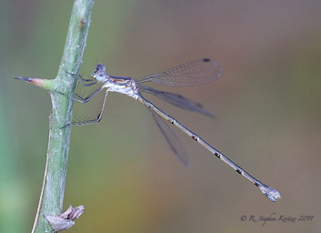 Lestes vidua, female